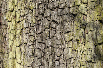 close up of bark of an oak tree