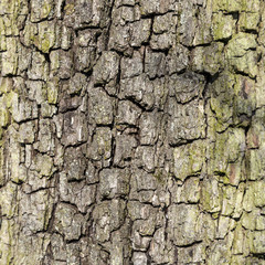 close up of bark of an oak tree
