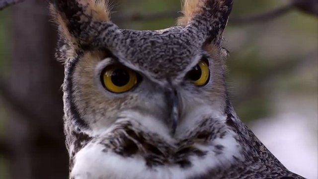 Close shot of great horned owl's head swiveling and hooting.