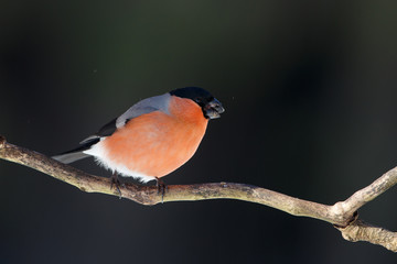 Eurasian bullfinch (Pyrrhula pyrrhula), male