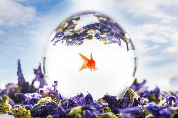 Obraz na płótnie Canvas boule de cristal,boule de cristal dans un lit de fleurs avec un poisson rouge