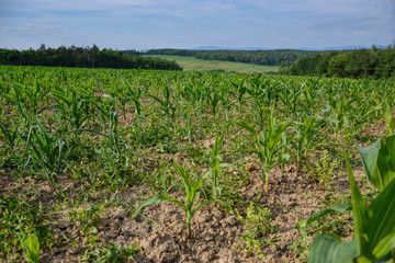 Young green maize field. Growing corn plant on sunny summer day in countryside. Slovakia