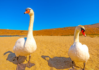 beautiful white swans beside the sea at Neimporios beach at Chora, the capital of Andros island in Greece