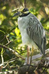 Yellow Crowned Night Heron / perched on a branch in a mangrove at a wildlife refuge on Sanibel Island Florida