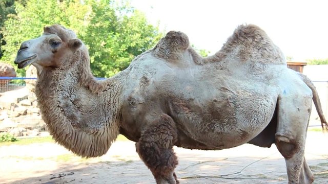 Camel in zoo