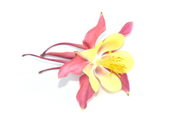 Closeup on the flower of a yellow and pink Columbine on white background