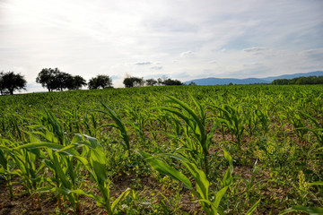 Fototapeta na wymiar Young green maize field. Growing corn plant on sunny summer day in countryside. Slovakia