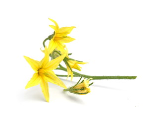 Yellow flower of a tomato plant on white background