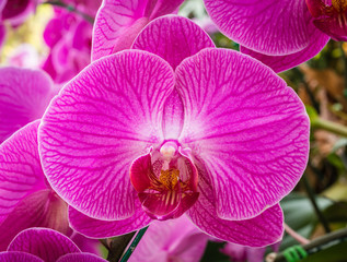 Fototapeta na wymiar Phalaenopsis orchid hybrids. Beautiful close up pink orchid bloo