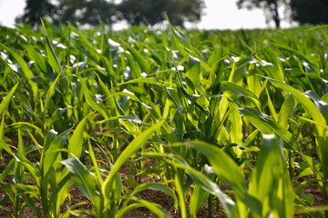Fototapeta premium Young green maize field. Growing corn plant on sunny summer day in countryside. Slovakia