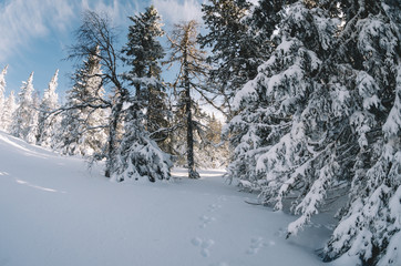 Winter forest in the mountains