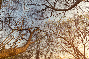 Fototapeta na wymiar Abstract big trees and sunset sky