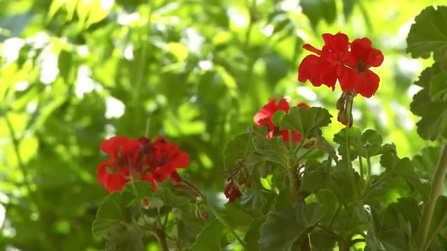 Static view of red flowers in India