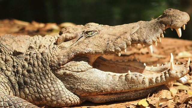 Alligator, leech hang on mouth.
