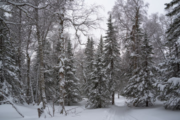 Winter forest in the mountains