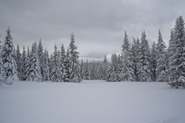Naklejka premium Winter forest in the mountains
