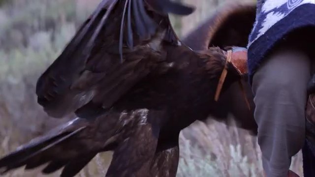 Golden eagle with blinder hood.