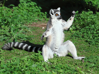Lemur of ring-shaped tail taking up a curious pose