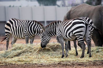 zebras