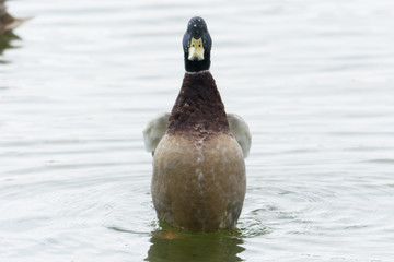 見つめるマガモ