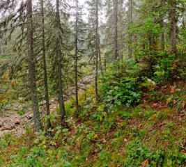 misty morning in the forest