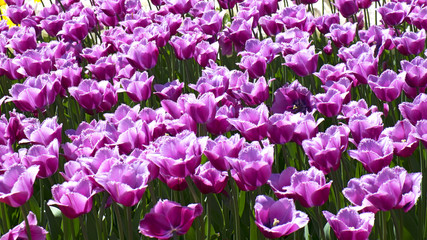 Violet tulips with fringed bush petals for background.