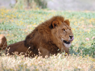 Closeup picture of a male lion resting in the grass