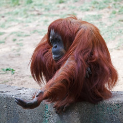 Orangutan © leonidp