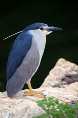 Black-Crowned Night-Heron