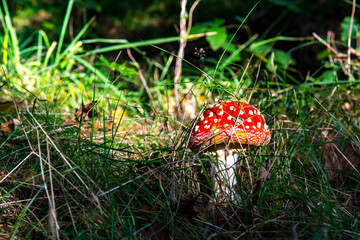 Roter Fliegenpilz