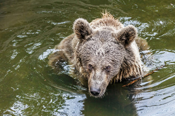 Brown bear (Ursus arctos)