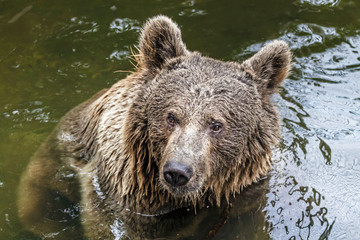 Obraz na płótnie Canvas Brown bear (Ursus arctos)