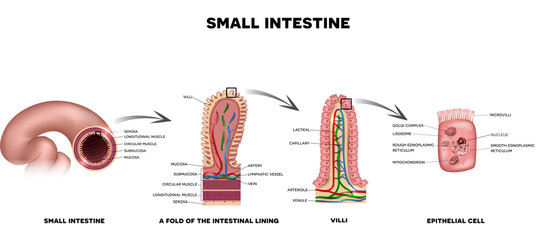 Small intestine lining - obrazy, fototapety, plakaty