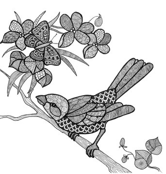 the bird on branch outline hand drawn for adult coloring isolated on the white background