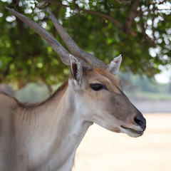  large antelope