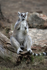 lemur