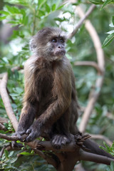capuchin