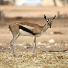 Thompson's Gazelle