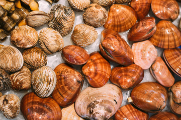 Background of spanish shells on ice on market store shop. 