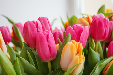 Tulip. Beautiful bouquet of tulips. colorful tulips.