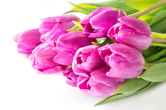 Bunch of pink tulips against a white background