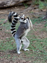 lemur