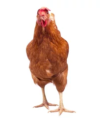 Foto op Plexiglas full body of brown chicken hen standing isolated white backgroun © stockphoto mania