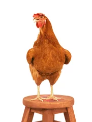 Foto op Plexiglas full body of brown chicken hen standing isolated white backgroun © stockphoto mania