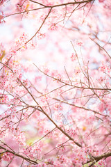 abstract sakura blossom, Soft focus,Background with pink color f