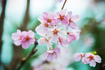 Pink Sakura flower blooming