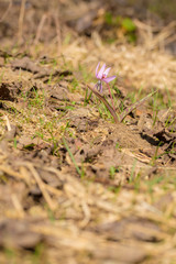 Hunds-Zahnlilie im Gebirge am Lago Maggiore, Italien