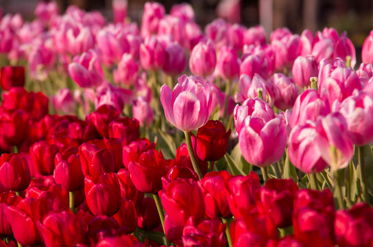 4 Best 相模原麻溝公園images Stock Photos Vectors Adobe Stock 4 Best 相模原麻溝公園images Stock Photos Vectors Adobe Stock