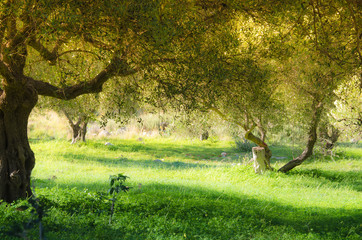 A field of olive trees in Crete Greece
