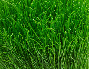Fototapeta na wymiar Juicy young green grass texture background